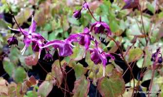 Epimedium - Horny Goat Weed Nedir - Epimedium Ne İşe Yarar ?